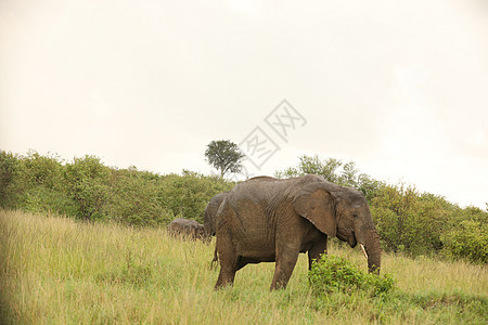 大象喂食马赛人荒野条纹马属马拉斑马肩膀假期哺乳动物食物图片