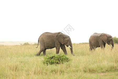 大象喂食肩膀条纹假期动物荒野马拉斑马马属食物野生动物图片