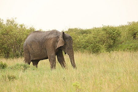 大象喂食斑马哺乳动物马赛人马属肩膀荒野野生动物假期条纹马拉图片