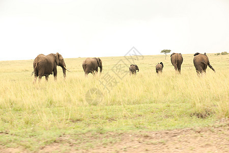 大象喂食马赛人食物肩膀荒野假期马属条纹马拉野生动物动物图片