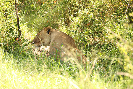 肯尼亚狮子利昂马赛马拉 肯尼亚 非洲马赛人荒野幼兽危险国王动物猎人领导者公园哺乳动物背景