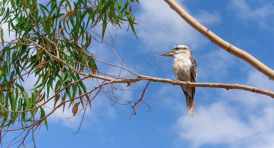 口香糖树中的Kookaburra图片