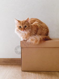 躺在纸盒上的可爱的姜猫 阳光照耀着毛绒宠物 家畜已经准备好迁移了动物猫咪大厅猫科动物地面哺乳动物搬迁红色盒子背景图片