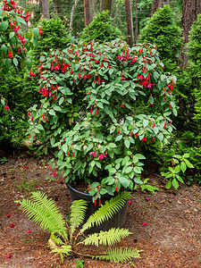 花盆里的灌木站在花园里 红花在树叶和花瓣上放着雨滴 笑声红色公园绿色叶子植物图片