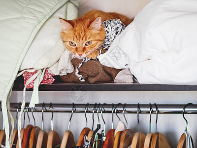 可爱的姜猫睡在一堆衣服上 毛绒宠物在衣柜里被套在架子上织物动物折叠毛衣猫咪收藏开襟衫哺乳动物图片