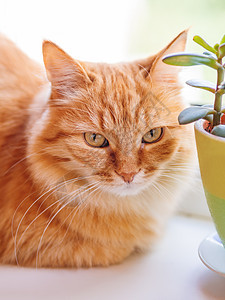 可爱的姜猫躺在花盆附近的窗边 与Crassula植物相近 毛绒宠物好奇地盯着它看猫咪树叶情感猫科动物动物哺乳动物窗台绿色肉质图片