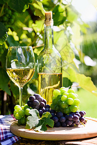 葡萄园里的葡萄酒和新鲜的葡萄阳光玻璃酒杯乡村国家叶子太阳光线食物季节日落图片