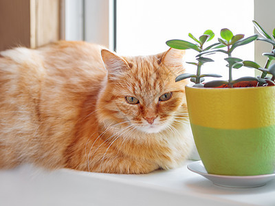 可爱的姜小猫躺在窗台上 在花盆旁边和Cr一起动物肉质猫科动物植物猫咪宠物哺乳动物绿色树叶情感图片