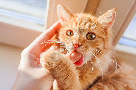 猫舌头可爱的姜猫咬人手 在家舒适的早晨 玩乐的毛绒宠物晴天舌头哺乳动物窗台手指猫咪胡须毛皮牙齿猫科动物背景