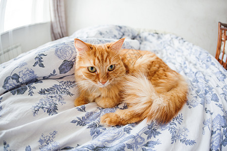脸上表情滑稽的可爱姜猫躺在床上 毛茸茸的宠物舒适地安顿下来睡觉或玩耍 可爱舒适的背景 早上在家睡觉 鱼眼镜头效果毯子房间动物床单图片