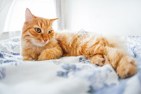 猫睡觉脸上表情滑稽的可爱姜猫躺在床上 毛茸茸的宠物舒适地安顿下来睡觉或玩耍 可爱舒适的背景 早上在家睡觉 鱼眼镜头效果时间日光胡须就寝背景