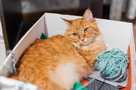 可爱的姜猫躺在盒子里 装着多彩色的纱布 毛绒宠物和线条 用来编织或编织图片