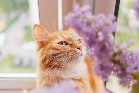可爱的姜猫闻到一束花朵 毛绒宠物欣喜地游荡 在家温馨的春天早晨小猫植物猫科动物窗台花束情感乐趣香气红色花瓣图片