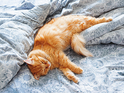 可爱的姜猫躺在床上 毛绒宠物 舒适的家庭背景 早睡时间瞌睡毯子动物小憩日光胡须猫咪就寝哺乳动物床单图片