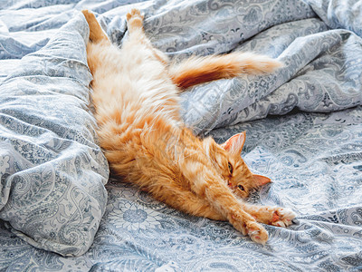 可爱的姜猫躺在床上 毛绒宠物伸展 舒适的家庭背景 早睡时间哺乳动物毛皮毯子胡须注意力红色猫咪小憩日光动物图片