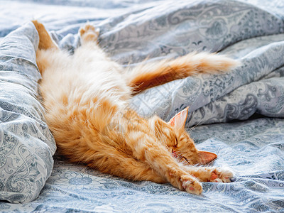 可爱的姜猫躺在床上 毛绒宠物伸展 舒适的家庭背景 早睡时间胡须毯子小憩哺乳动物红色动物就寝毛皮猫咪床单图片