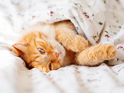 毛毯下面的床下躺着可爱的姜猫 毛绒宠物看起来很好笑 舒适的家庭背景 早睡时间情感毛皮哺乳动物就寝毯子床单小憩动物爪子阳光图片