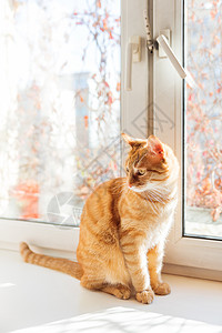 阳光家坐在窗边的可爱的姜猫 很舒适的家庭背景和家养的毛绒宠物毛皮红色晴天窗台动物日光猫咪手表哺乳动物阳光背景