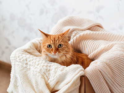 可爱的姜猫装在盒子里 有编织毛衣 奇怪的毛绒宠物和温暖的米色衣服 舒适的家庭猫咪开襟衫动物纺织品毛皮小猫折叠服装哺乳动物情感图片