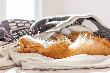 可爱的姜猫躺在床上肚子里 毛绒宠物 脸上有奇特有趣的表情毛皮时间猫咪动物阳光就寝猫科动物情感哺乳动物腹部图片
