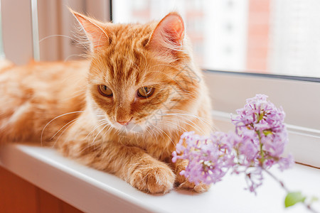 可爱的姜猫睡在窗台上 就在一束花丛旁边 清晨在家里温馨的春天图片