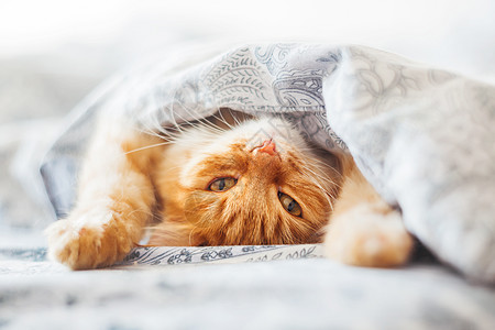可爱的姜黄色猫躺在床上 盖着毯子 毛茸茸的宠物舒适地入睡 舒适的家庭背景与有趣的宠物哺乳动物古玩动物毛皮就寝小猫日光时间图片