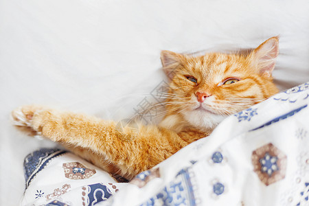 可爱的姜黄色猫躺在床上 盖着毯子 毛茸茸的宠物舒适地入睡 舒适的家庭背景与有趣的宠物 平躺 顶视图 放置文本动物古玩小猫隐藏哺乳图片