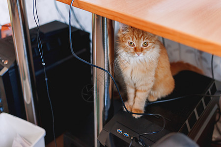坐在桌子下面的可爱的姜猫 在电脑系统机组里猫科毛皮猫咪工作单位地点哺乳动物电线技术宠物图片