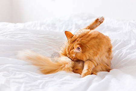 金吉儿猫舔 躺在床上 可爱的温馨背景 在家早睡小猫日光时间就寝毛皮宠物图片