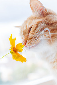 可爱的姜猫闻到黄色花朵 毛绒宠物欣喜地翻来覆去图片