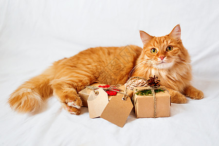 金吉儿猫躺在床上 带着一大堆圣诞礼物 礼物包裹在手工纸里 还有空白的标签来写短信呢床单宠物新年哺乳动物展示钩针松果胡须情感白色背景图片