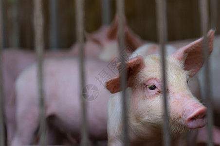 农场的可爱小猪 悲伤和健康的小猪 家畜饲料疾病农业猪舍动物猪肉新生猪瘟权利配种牧场图片