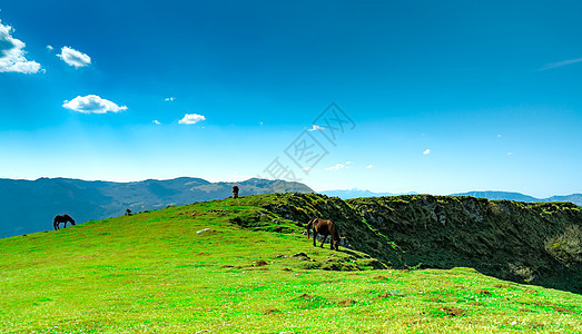 在山上放牧的马群 美丽的蓝色天空和白色植物农田农村场地松树天堂旅行环境牧场国家图片