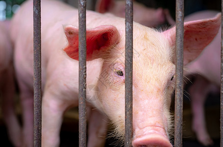 农场的可爱小猪 悲伤和健康的小猪 家畜饲料猪瘟牧场发烧动物流感鼻子婴儿猪肉配种农民图片