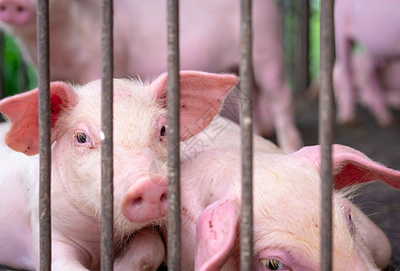 农场的可爱小猪 悲伤和健康的小猪 家畜饲料猪瘟谷仓权利鼻子流感发烧猪肉农业农民配种图片