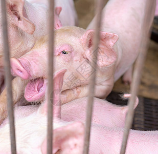 农场的可爱小猪 健康的粉红小猪 畜牧业配种猪瘟食物新生流感猪肉发烧农业疾病动物图片