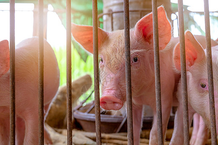 农场的可爱小猪 悲伤和健康的小猪 家畜饲料婴儿疾病猪瘟农民新生鼻子牧场发烧配种食物图片