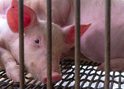 农场的可爱小猪 悲伤和健康的小猪 家畜饲料福利牧场农业配种谷仓权利猪舍哺乳动物流感发烧图片