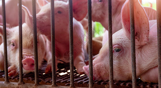 农场的可爱小猪 悲伤和健康的小猪 家畜饲料猪瘟鼻子牧场农业婴儿食物新生发烧哺乳动物猪肉图片