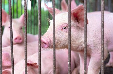 农场的可爱小猪 悲伤和健康的小猪 家畜饲料动物发烧鼻子谷仓牧场农业农民配种食物流感图片