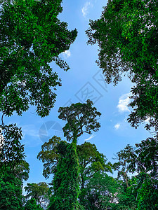热带森林中带亮蓝色Sk的绿树底部视图树木阳光叶子生长国家天篷公园植物环境天空美丽高清图片素材