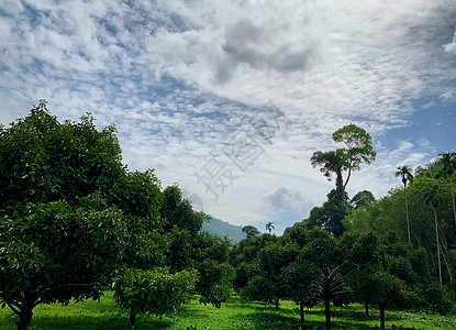 花园的芒果树 泰国山谷的果园图片