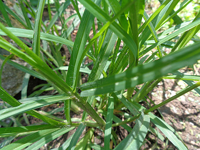 特写绿色 印度鹅草 庭院草 鹅草 线草 乌鸦足草 lulangan 这种植物是禾本科植物的一种 它是一种小型一年生草草药院子叶子图片