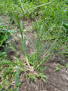 特写绿色 印度鹅草 庭院草 鹅草 线草 乌鸦足草 lulangan 这种植物是禾本科植物的一种 它是一种小型一年生草种子铁丝草杂图片