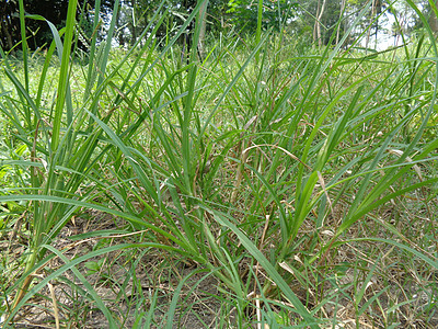 特写绿色 印度鹅草 庭院草 鹅草 线草 乌鸦足草 lulangan 这种植物是禾本科植物的一种 它是一种小型一年生草叶子铁丝草金图片