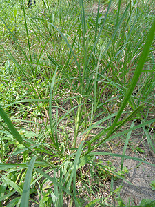 特写绿色 印度鹅草 庭院草 鹅草 线草 乌鸦足草 lulangan 这种植物是禾本科植物的一种 它是一种小型一年生草植物学金属花图片