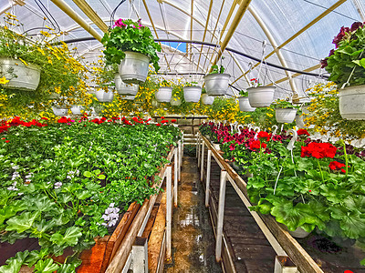 温室花朵吊篮牵牛花花园植物学中心篮子植物群园艺房子玻璃图片