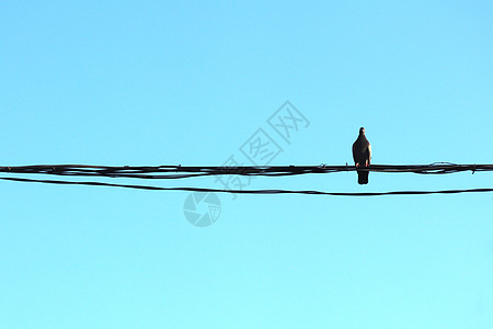鸽子坐在电线上 清蓝的天空图片