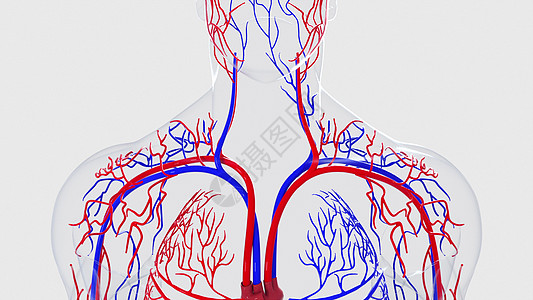 从头到脚计算机生成的人体循环系统解剖图  3d 渲染血管 科学背景器官毛细血管网络健康静脉流动插图电脑蓝色身体图片