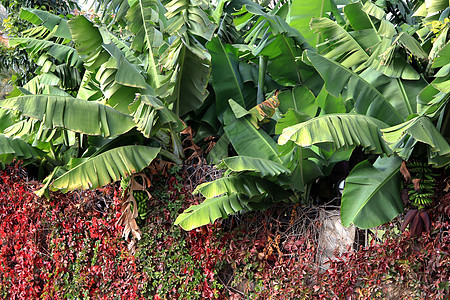 墙上长满了葡萄叶 挂着香蕉叶和一堆香蕉的葡萄叶情调公园叶子植物学植物群树木杂草森林生长花园图片